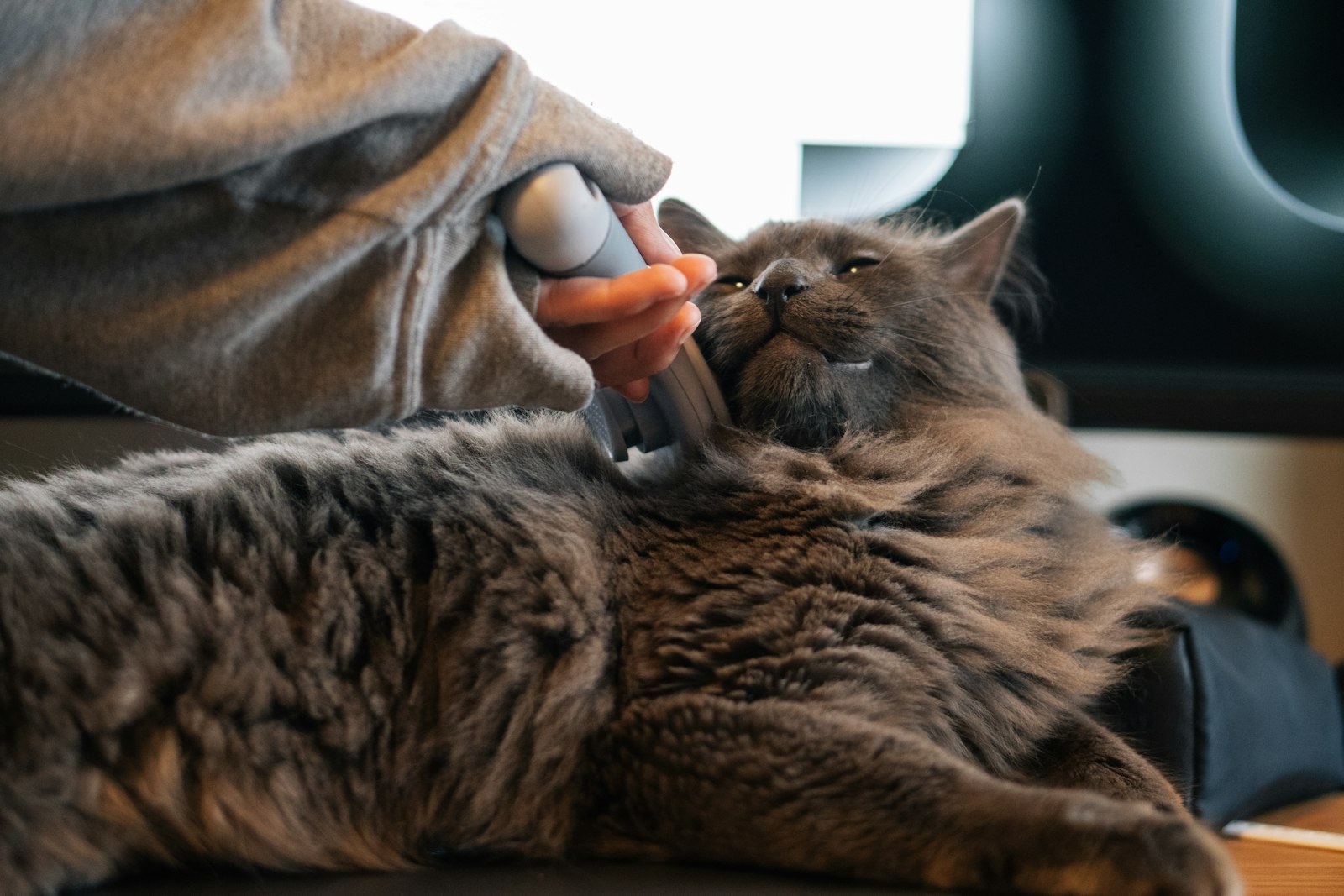 Pet Bakım Ürünleri